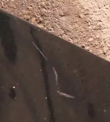 VW Polo 6N Motorhaube Klappe vorn vorne schwarz LC9Z (112648)