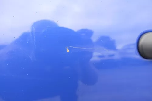 VW Golf 4 Tür vorne links Fahrertür 2/3-Türer blau LW5Z (116162)