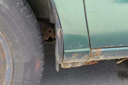 VW Sharan Kotflügel links vorne grün LC6M 2000-2009 Facelift (128773)