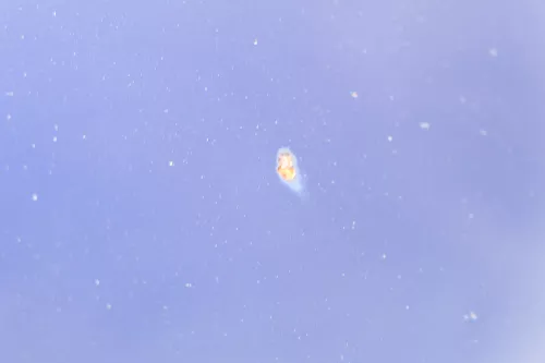 VW Touran 1T Caddy 2K Motorhaube Klappe Frontklappe blau LB5N indigoblau (177779)