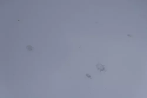 Audi A6 4B Motorhaube Klappe vorn Facelift (ab. Mitte 2002) silber LY7W + Grill (183036)