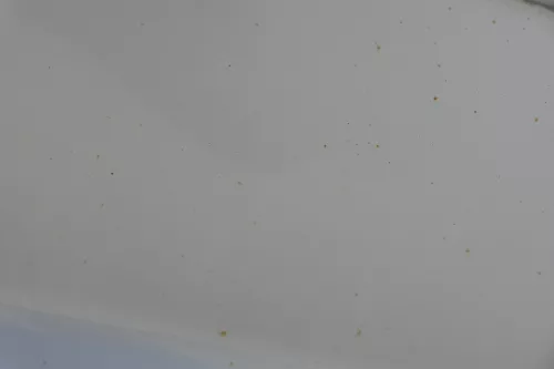 VW Golf Plus 5M Türblatt Tür vorne links Fahrertür silber LA7W -Türblatt +Rahmen (183431)