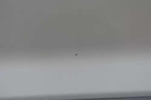 VW Fox 5Z Tür vorne links Fahrertür silber LA7W - ohne Anbauteile (183543)