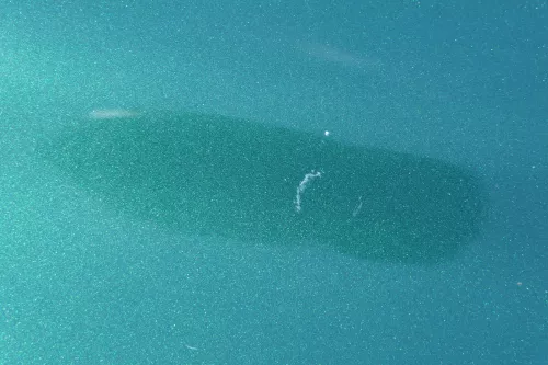 Audi A4 B5 Motorhaube Haube Klappe vorne grün LZ6L bis ca. Bj. 1999 + Grill (183759)