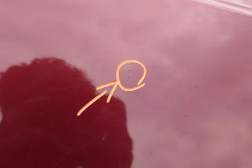 VW Polo 9N3 Kotflügel vorne links rot LC3R (183814)