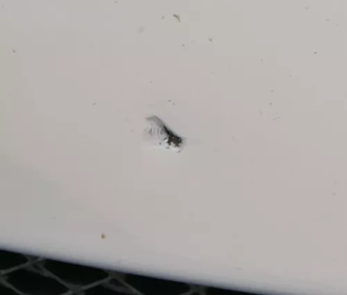 VW Polo 6N2 Stoßstange vorne Frontstoßstange Stoßfänger silber LA7W (183984)