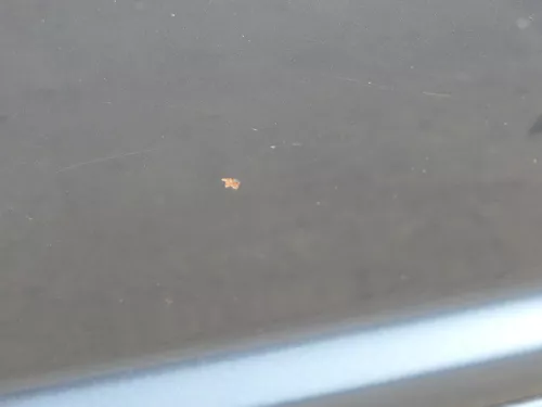 VW Golf 4 Bora Tür hinten links nur Kombi / Variant grau LC7V - ohne Anbauteile (184593)