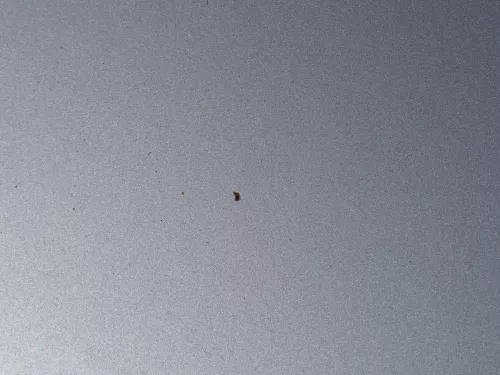 Seat Arosa 6H Facelift Motorhaube Haube Klappe vorne grau silber LS7N (184693)