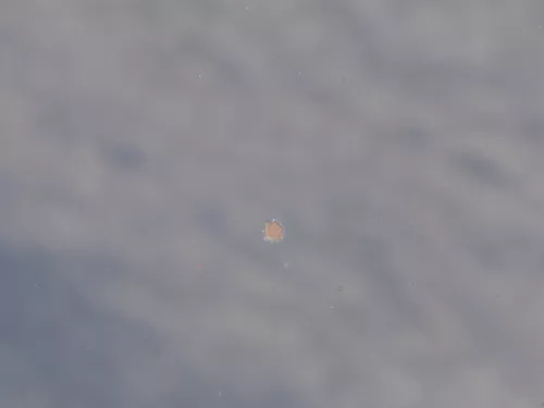 Ford Galaxy Motorhaube Klappe Haube vorne mystik-schwarz Facelift WGR (184926)