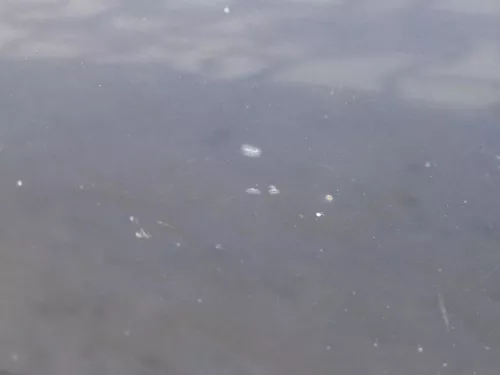 Audi A4 B5 Tür nur Türblatt vorn rechts Beifahrertür blau LZ5T Kombi Limo (185055)